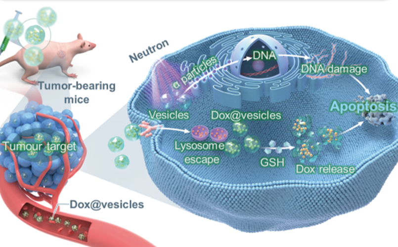 硫辛酸-硼苯丙氨酸衍生物在BNCT中的創(chuàng)新應(yīng)用，中硼醫(yī)療助力研究新突破